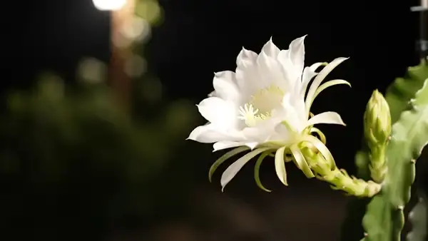 A large white night-blooming cactus flower slowly opening in lamplight